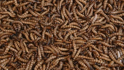 4K Top view fodder worms for exotic animals Stock Footage 309845863