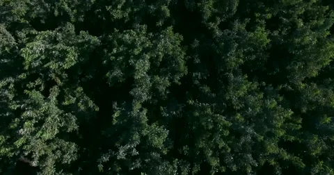 4K top view of the forest Stock Footage 53989838