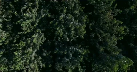 4K top view of the forest Stock Footage 53991039