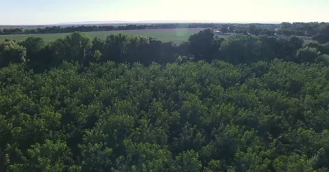 4K top view of the forest Stock Footage 53991690