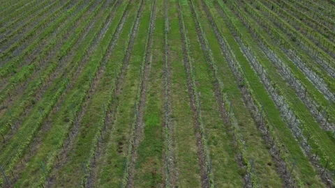 4k Top view of grape crops grow in fields in countryside irrl. Stock Footage 219755162
