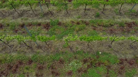 4k Top view of grape plants grow in fields of farm irrl. Stock Footage 220037727