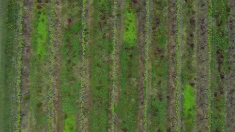 4k Top view of green fields of farm in countryside in summer irrl. Stock Footage 219629905