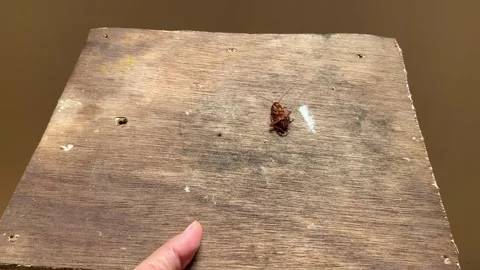 4K Top View Hand Holding Dirty Wood Plank with Dying Cockroach Jakarta Indonesia Vídeos de archivo 343368296