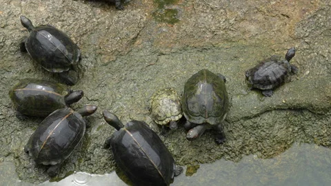 4K top view of multiple Asian pond turtles crawling on a wet rock 스톡 동영상 337090406