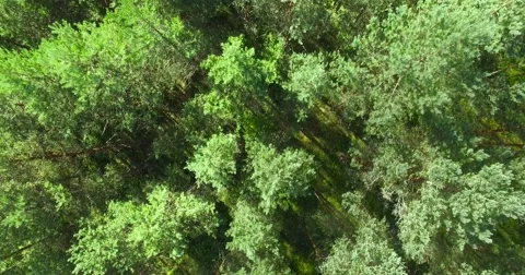 4K - Top view on a the Pine Forest. Aerial view Stock Footage 54046162