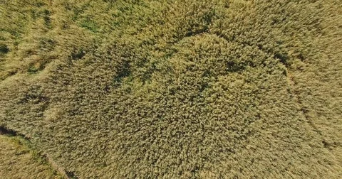 4k Top view of the reed of a marshy lake. Stock Footage 82810595