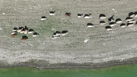 4K top view of sheep herd in nature Stock Footage 286997696