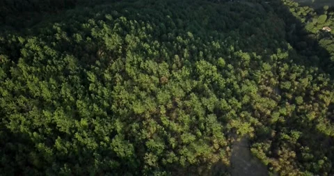 4k Topdown drone video above forest 02 Video stock 141141647