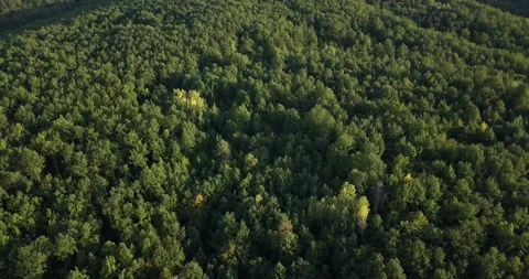 4k Topdown drone video above forest 03 Video stock 141141829