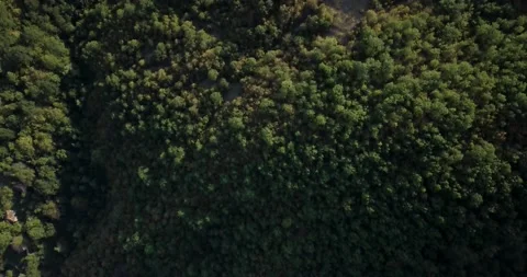 4k Topdown drone video above forest 01 Stock Footage 141142020