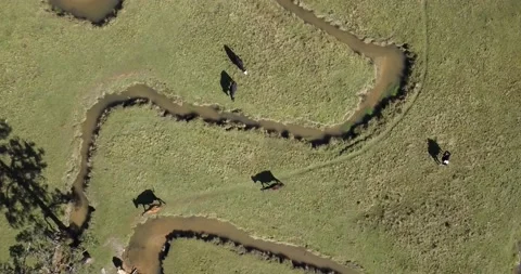 4k topdown drone video above walking cows Stock Footage 141813271