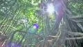 4k, Tracking Dolly, Rain forest, Banyan Tree Canopy, Jungle, Hawaii, Time lapse 4k or 4k+ Resolution