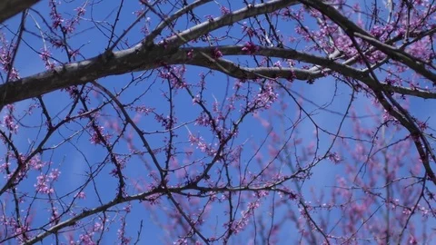 (4K) Tracking Shot of Blossoms Blooming on a Tree Stock Footage 74137571