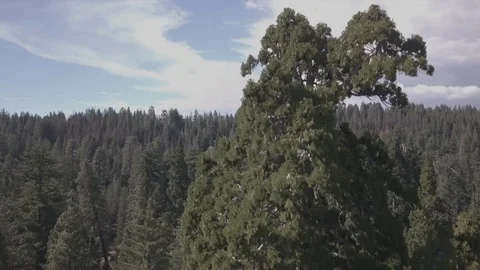 4K tracking shot, on giant tree, in Redwood forest. Stock Footage 90491327
