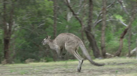 4k tracking shot of a kangaroo hopping Stock Footage 55775746