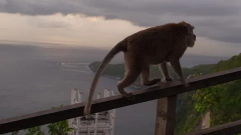 4K tracking shot of an old long-tailed macaque climbing a railing 스톡 동영상 337087725