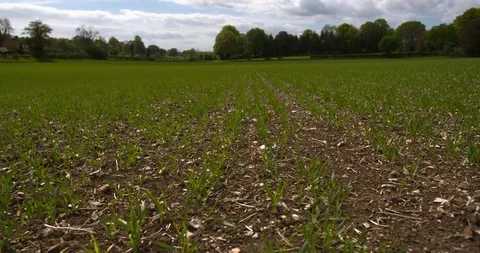 4k tracking shot: rows of newly planted crops in a field at ground level. Stock-Footage 89855312