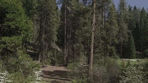 4K Tracking shot, through trees, picnic site Redwood forest. Stock Footage 90398054