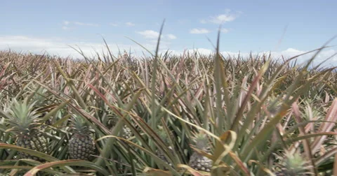 4K: Tracking Through Pineapple Fields Stock Footage 63156282