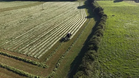 4K Tractor Turning Hay for Drying in Agricultural Field 库存影片 339027552