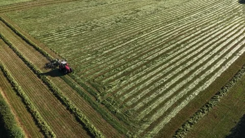 4K Tractor Turning Hay for Drying in Agricultural Field Stockbeeldmateriaal 339027569