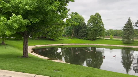 4K Tranquil Pond Oasis Ducks and Graceful Waterfowl Stock Footage 256621028