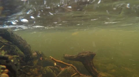 4K tree and branches filmed underwater in a strong current in the river Stock Footage 47273043