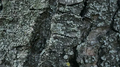 4k Tree Bark Stop Motion Stock Footage 141258135