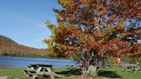4K - Tree on a beach with falling leaves Stock Footage 42307929