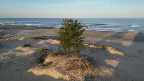 4K Tree On The Beach Video stock 245759142
