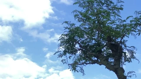4K Tree Branch Against Dramatic Cloudy Sky Nature Background Stock Footage 336503894
