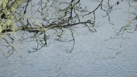 4K TREE BRANCH EXTENDED OVER LAKE IN NATURE Stock Footage 136528458