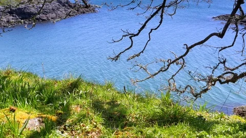 4K Tree Branches and Green Meadow Grass, Blue Ocean Water Background Stock Footage 76229987