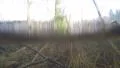 4K tree filmed from half under water, yellow grass and twig in water 4k or 4k+ Resolution