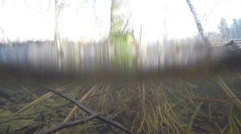 4K tree filmed from half under water, yellow grass and twig in water Stock Footage 47270340