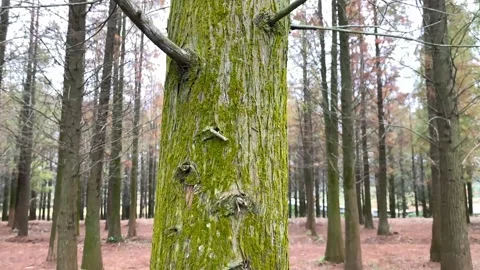 4k Tree with green moss on tree trunk in the fall forest Vídeo Stock 147989577