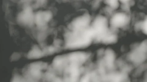 4k Tree leaves moved by wind shadow mask Stock Footage 67170659
