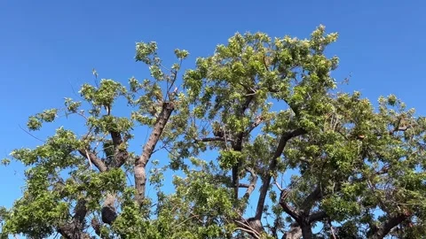 4K Tree Leaves Suddenly Shaking in Strong Wind Against Blue Sky Stock Footage 335331795