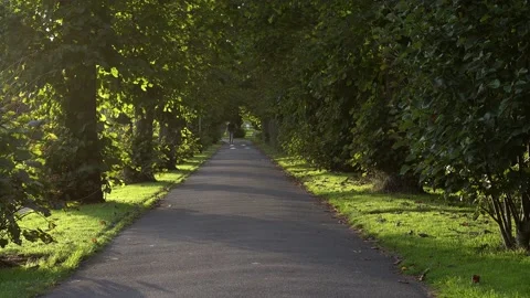 4k tree lined path man walking Stock Footage 163904529