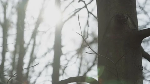 4k TREE IN NATURE, SUN SHINING IN BACKGROUND Stock Footage 136528464