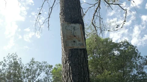 4K Tree pine sign old rusty fire poster day vintage decay Stock Footage 142509746