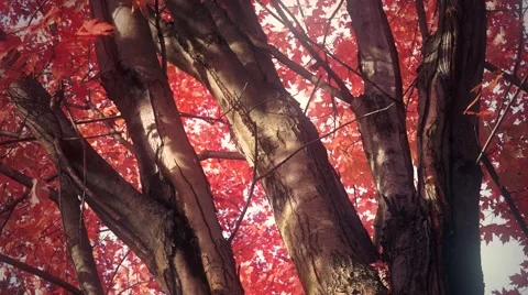 4K - Tree with red leaves Video stock 42718792