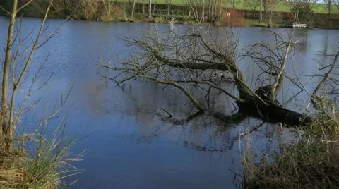 4k tree reflection on water, calm lake, nature background UHD Stock Footage 47027533