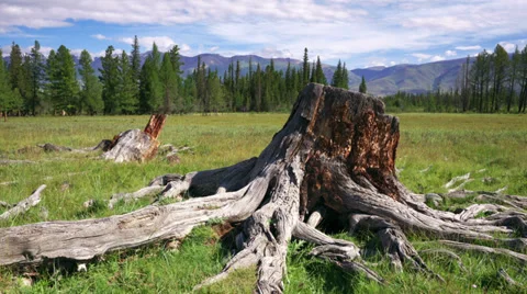 4K Tree Stump and roots Stock Footage 32207947