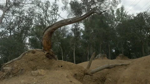 4K Tree twisted bent creepy dry soil forest nature cloudy overcast Stock Footage 142509872