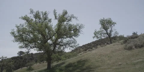 4K Trees and Hill Video stock 51271393