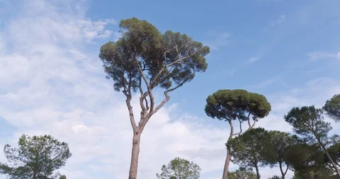 4k Trees and Sky Timelapse Borghese Garden Rome Italy Stock Footage 101966731