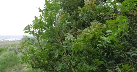 4k Trees Blowing in wind (RAW) 스톡 동영상 288435571