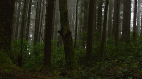 4K Trees in the Fog Stock Footage 43222700